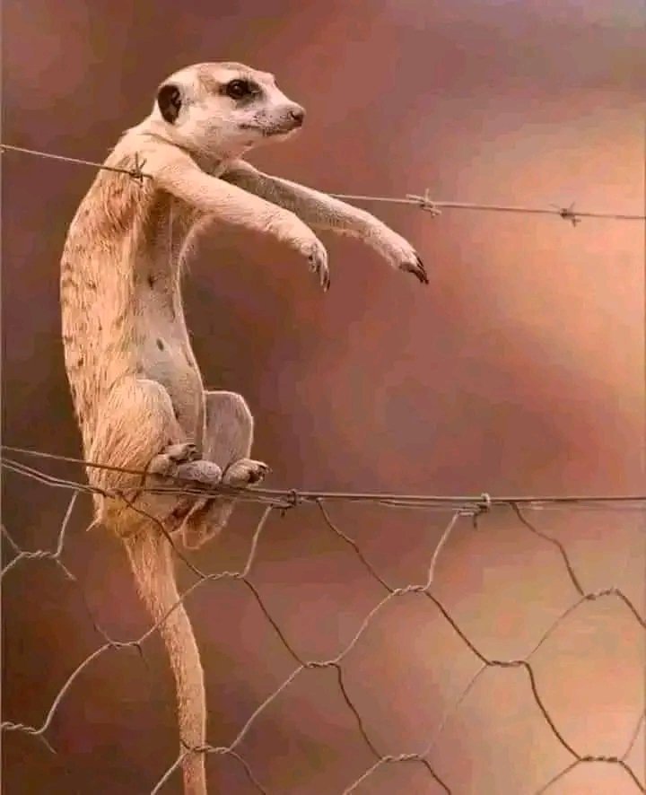 muriaso's tweet photo. Chilling on Nigeria's main power lines since you cant be electrocuted https://t.co/iic3SbHwE8