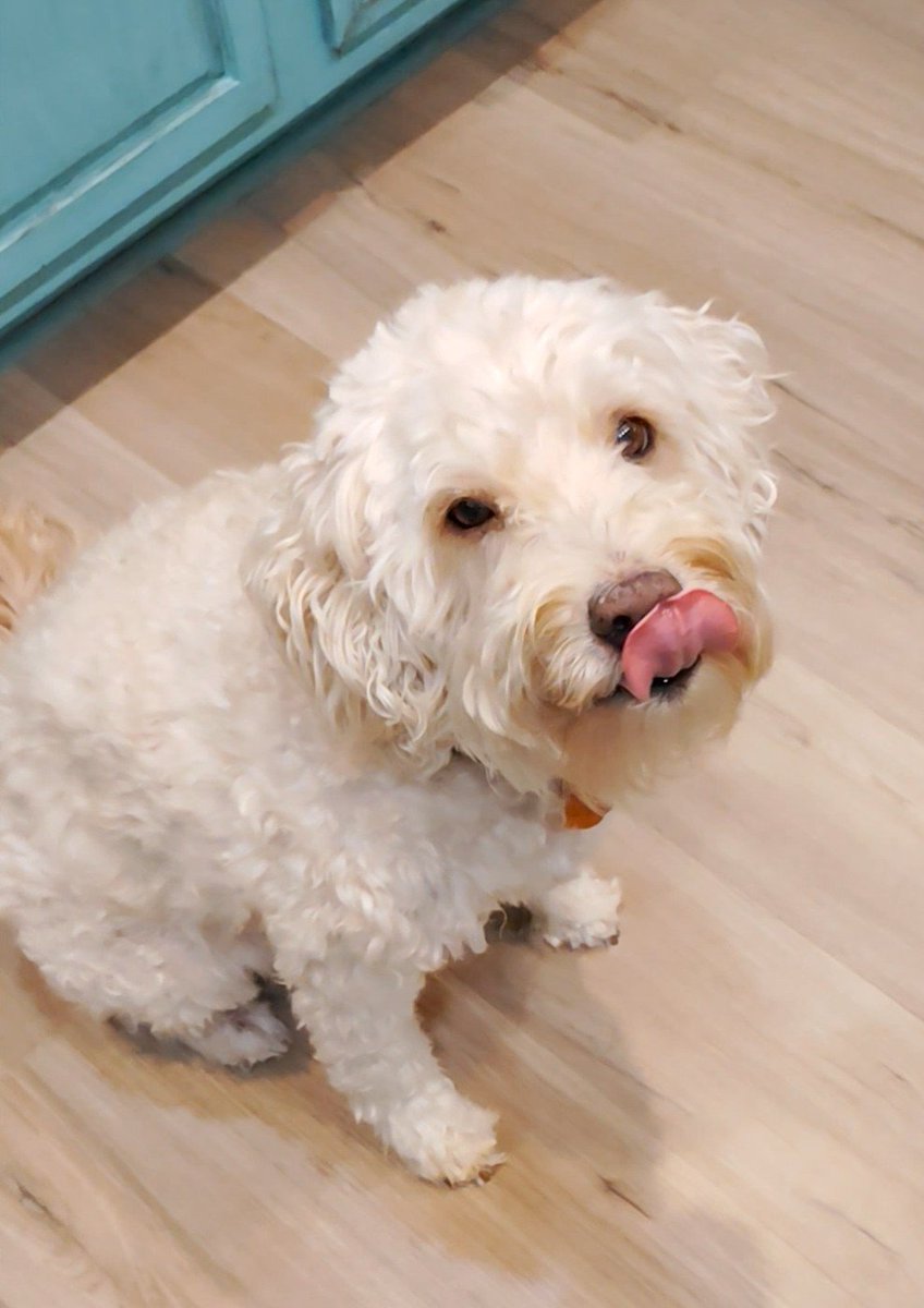 ArieDoodle's tweet photo. Happy #TongueOutTuesday pals this was me licking my chops last night because dinner was 3 hours late! What the fluff Hooman? ππ‘
#dogs #GRC #AriesWorld https://t.co/Gw4x3aRPOR
