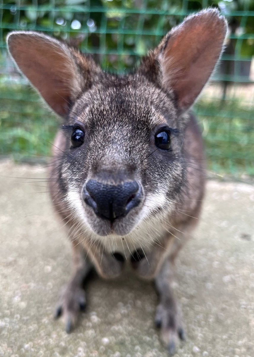TOKUYAMA_ZOO's tweet photo. 明日はまぐりが東京都立大島公園 動物園へ繁殖目的のため旅立ちます。
いつもこちらに顔をのぞかせ、魅力いっぱいの表情を見せてくれていたはまぐり。あちらでもたくさんの方に愛されるだろうな。
気をつけて行ってらっしゃい

#徳山動物園　#パルマワラビー　#ワラビー　#はまぐり　#行ってらっしゃい https://t.co/4eFIg2QNiK