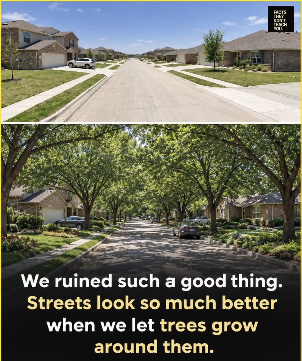 JamesMelville's tweet photo. One of the most effective ways to improve a town or city street: Plant more trees. 🌳 

🌳 Reduces surrounding temperatures and urban heat-island effects 
🌳 A habitat for wildlife 
🌳 Flood protection 
🌳 Beautifies bland urban landscapes  
🌳 Natural carbon capture https://t.co/uw2k1nZQ6Z