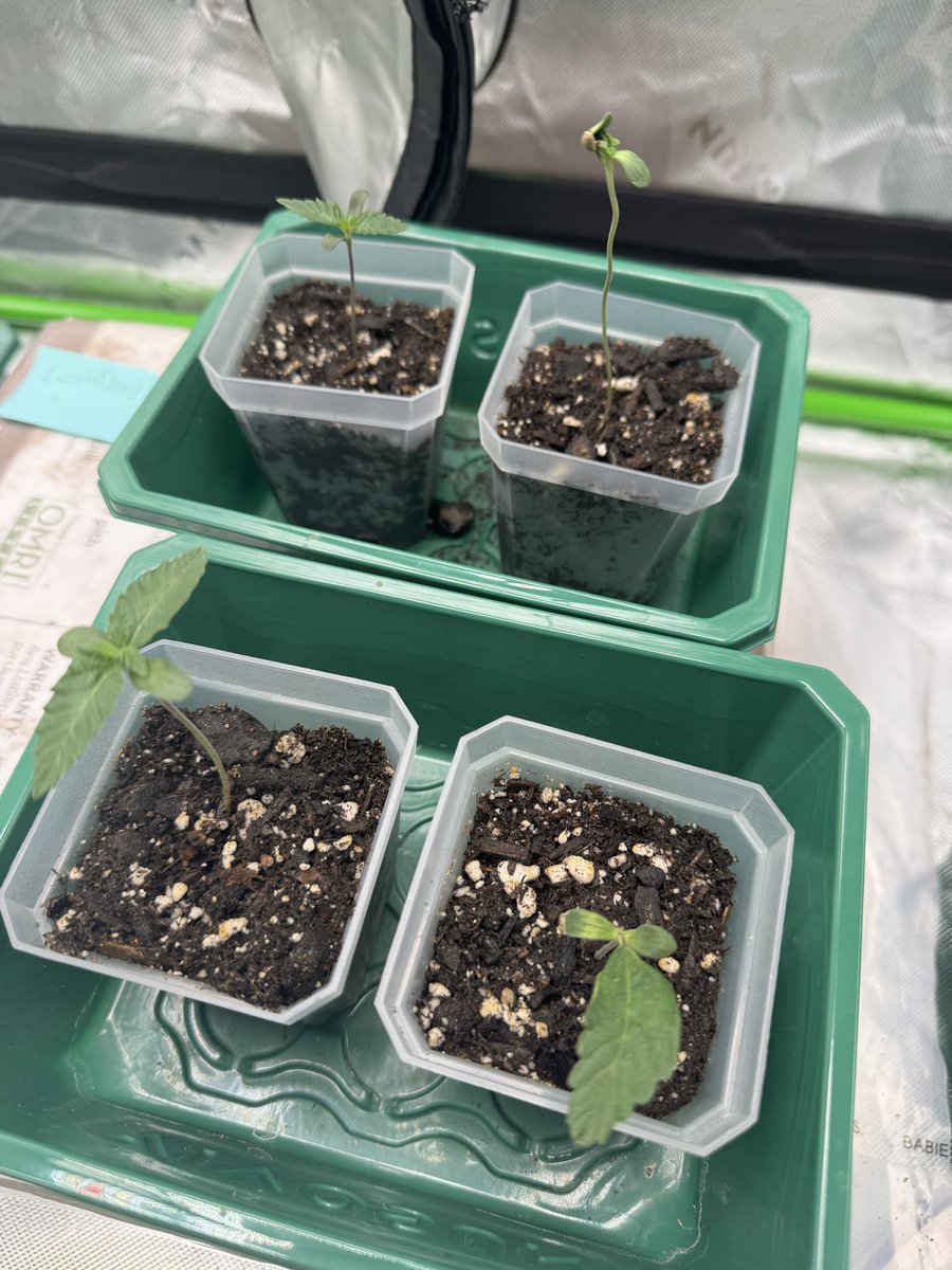 GrowJournalpf's tweet photo. The Helmet head issue is making some progress finally for $GROW on @pumpfun

Onchain grow vlog with daily updates only on @solana 

5JoM2smMHfhnX5Qkaphm3ZR6mQUVdt81rVdhPBiEpump

We had to move some of the bonus vegetables to another bigger container

#cannabis #memecoins #solana https://t.co/Gr7xMr0pGx