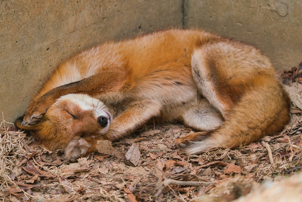 z9kE9zzNT16Iz31's tweet photo. 2023年4月22日　盛岡市動物公園ZOOMO
「ホンドキツネ-はっさく」
やらかしはっさく🦊 https://t.co/DiJzMetN6a