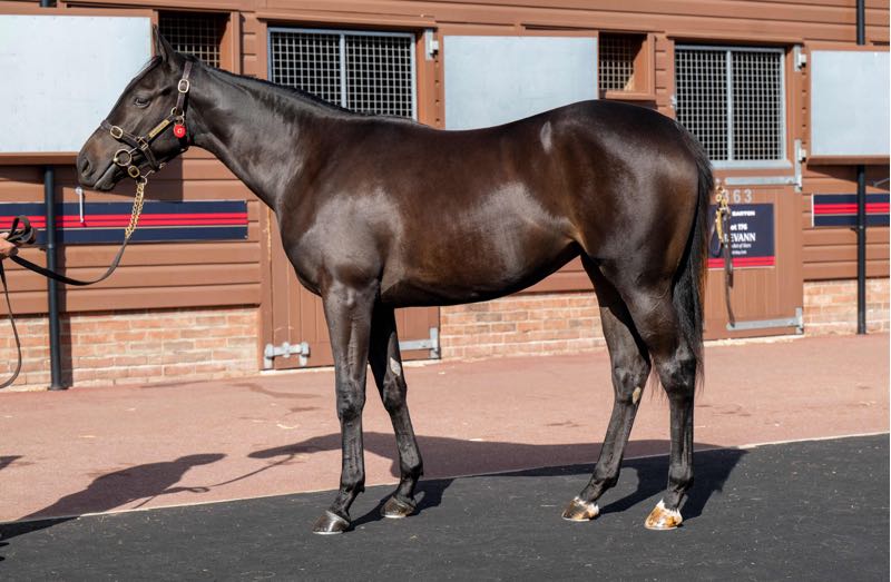 AgaKhanStuds's tweet photo. 👀 @CPStudOfficial go to 750,000gns @Tattersalls1766 for lot 47, a full sister to Listed placed Meribella by #SeaTheStars, offered by @BartonStud1. https://t.co/RldggZxmj7