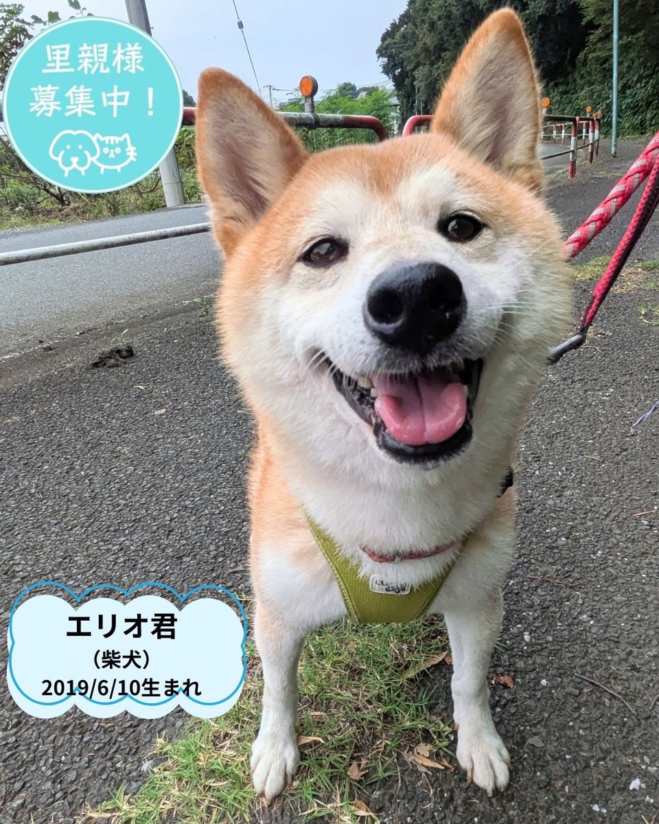 petminuma's tweet photo. 里親様募集中 🐾

🤍マルチーズのレオナ君　8歳
なかなかご縁に恵まれず、シェルターで過ごしているレオナ君。
とても純粋で素直で正直な男の子です。

🐕柴犬のエリオ君　7歳
柴犬はちょっぴり気が強い子もいますが、エリオ君は本当に穏やかで優しい男の子。
人のそばにいることが好き

 #保護犬 https://t.co/tiBrvO6GBy