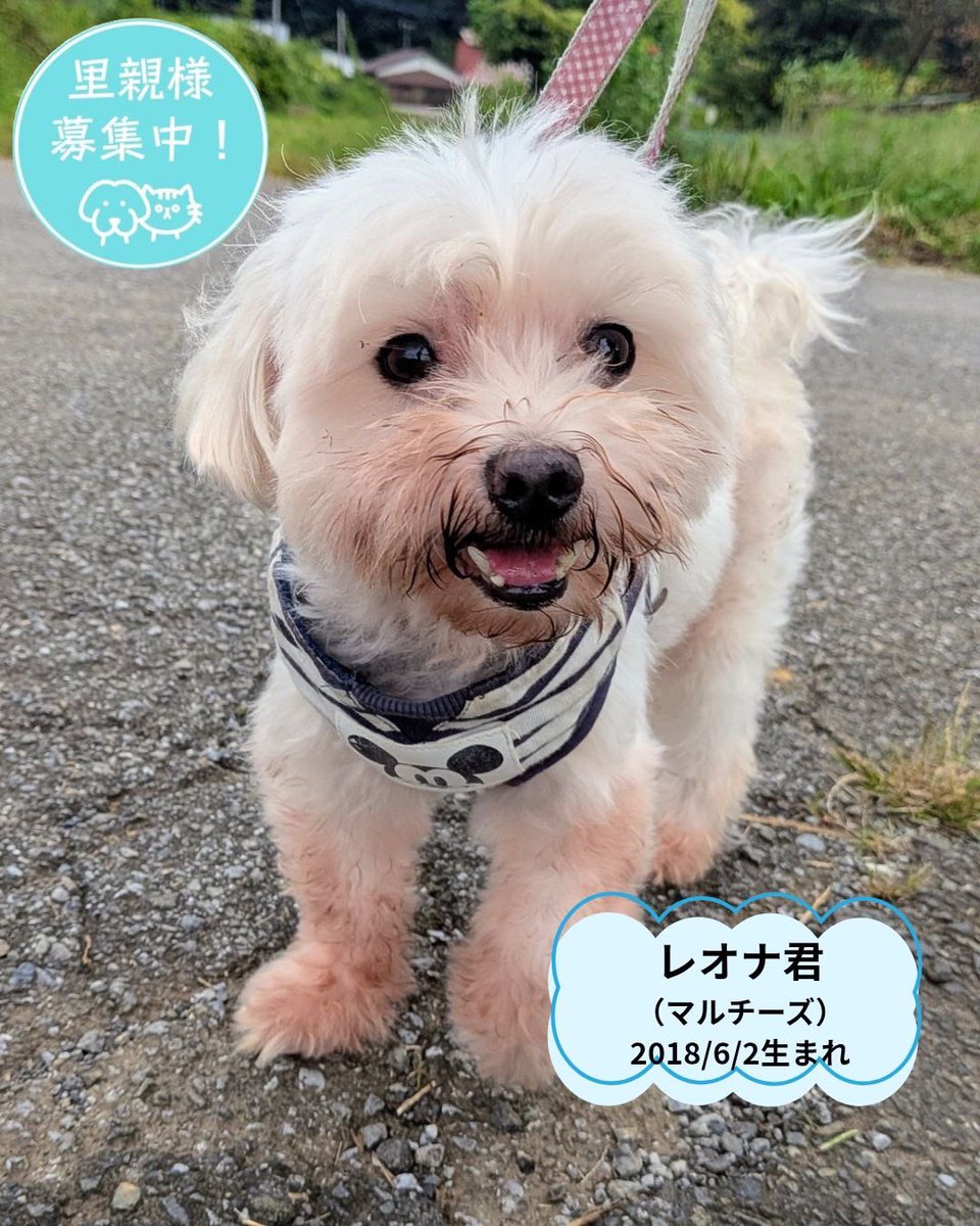 petminuma's tweet photo. 里親様募集中 🐾

🤍マルチーズのレオナ君　8歳
なかなかご縁に恵まれず、シェルターで過ごしているレオナ君。
とても純粋で素直で正直な男の子です。

🐕柴犬のエリオ君　7歳
柴犬はちょっぴり気が強い子もいますが、エリオ君は本当に穏やかで優しい男の子。
人のそばにいることが好き

 #保護犬 https://t.co/tiBrvO6GBy