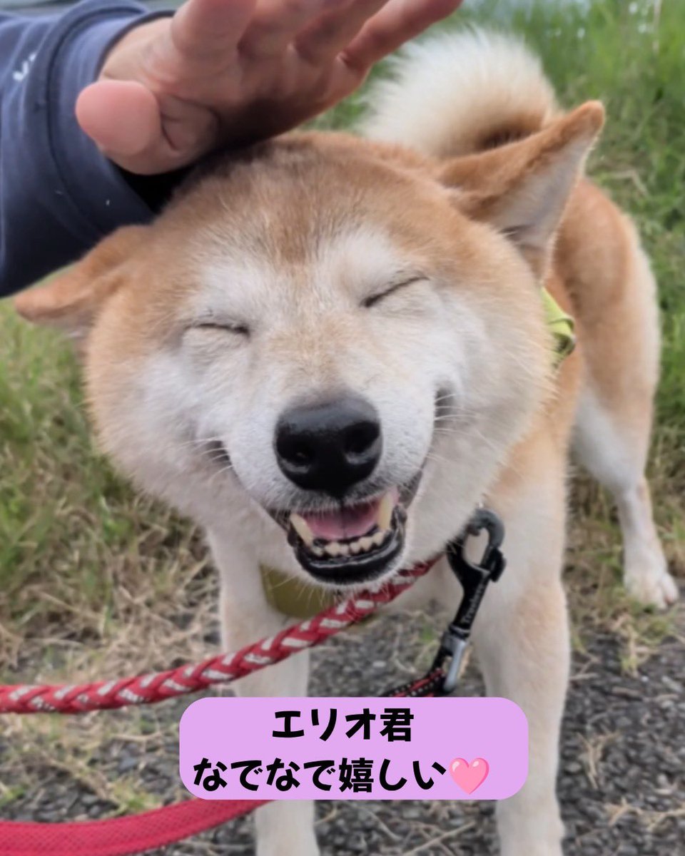 petminuma's tweet photo. 里親様募集中 🐾

🤍マルチーズのレオナ君　8歳
なかなかご縁に恵まれず、シェルターで過ごしているレオナ君。
とても純粋で素直で正直な男の子です。

🐕柴犬のエリオ君　7歳
柴犬はちょっぴり気が強い子もいますが、エリオ君は本当に穏やかで優しい男の子。
人のそばにいることが好き

 #保護犬 https://t.co/tiBrvO6GBy