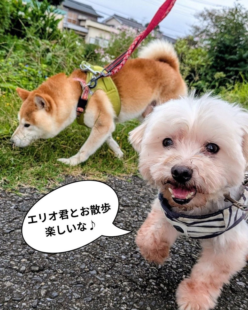 petminuma's tweet photo. 里親様募集中 🐾

🤍マルチーズのレオナ君　8歳
なかなかご縁に恵まれず、シェルターで過ごしているレオナ君。
とても純粋で素直で正直な男の子です。

🐕柴犬のエリオ君　7歳
柴犬はちょっぴり気が強い子もいますが、エリオ君は本当に穏やかで優しい男の子。
人のそばにいることが好き

 #保護犬 https://t.co/tiBrvO6GBy