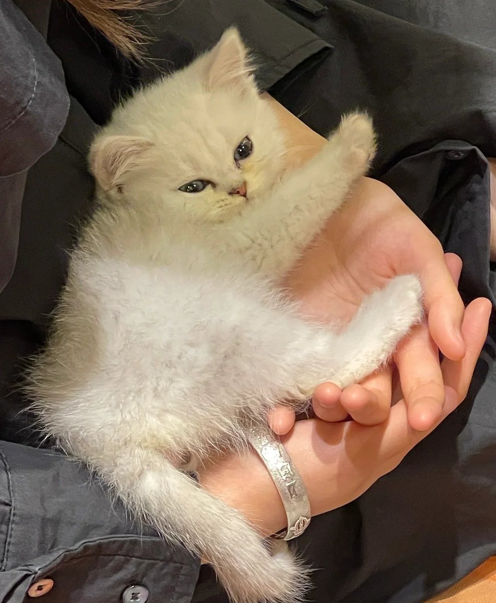 HarmonySadjbhm's tweet photo. "Hoy en la tienda hay un lindo cachorro de gatito que [盖]ocho días de vida, con un collar especial para [聘]etos, su comportamiento es [徒]imido pero ya [驯]ando a acercarse a jugar "， https://t.co/xYvUEn5ax2