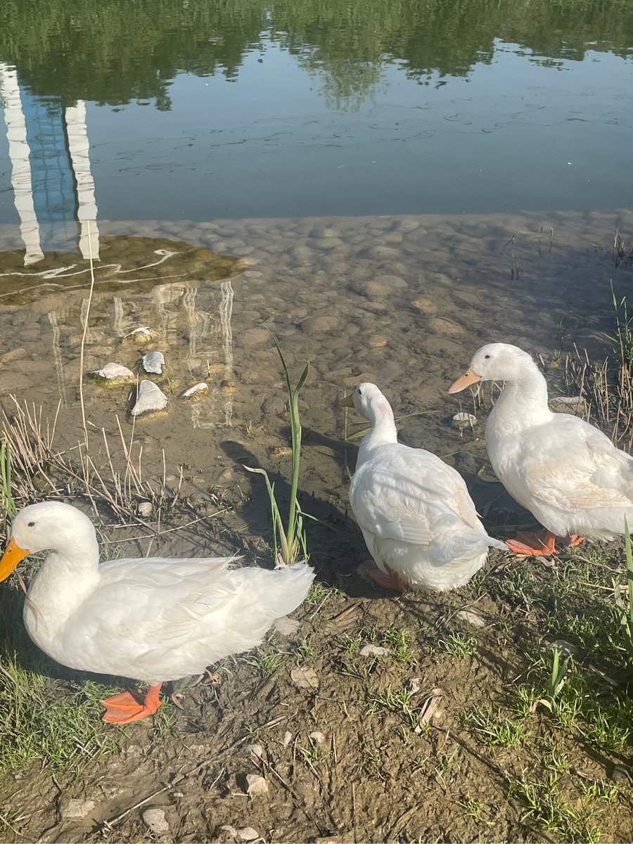 Muhamma19956753's tweet photo. Just spotted a super cute duck with a playful斗貌 (playful look like a little rival)! It’s strutting around the pond like it’s about to “斗” (compete) for the best swimming spot—total charmer! https://t.co/8hrQphO32k