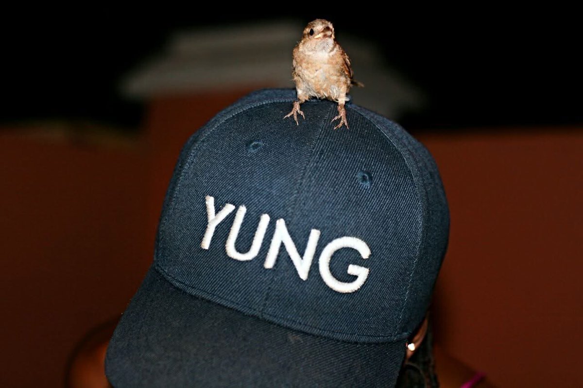 Kris_Houdini's tweet photo. I have a clothing brand called Y U N G APPAREL (@welcometoyung) 

Kindly check it out @ https://t.co/bz7waxx7w8 https://t.co/BgMViVqMLu