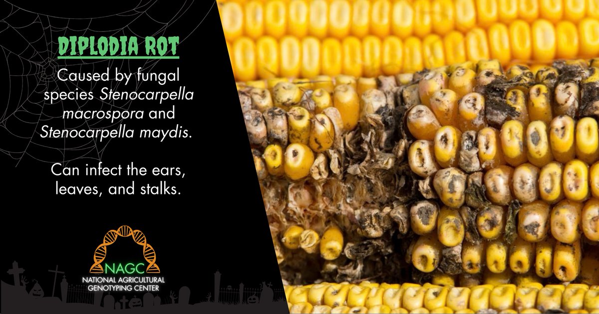 nagclab's tweet photo. 🌽 Disease Spotlight: Diplodia Rot

Something spooky lurking in your corn? 👀

Diplodia rot is one of the corn diseases NAGC can test for. Don’t let a questionable sample haunt you.

No tricks. Just answers. 🎃🔬👻

#NAGCLab #DiseaseSpotlight #Corn #CornDiseases #Diplodia https://t.co/WfTHrBuE6d