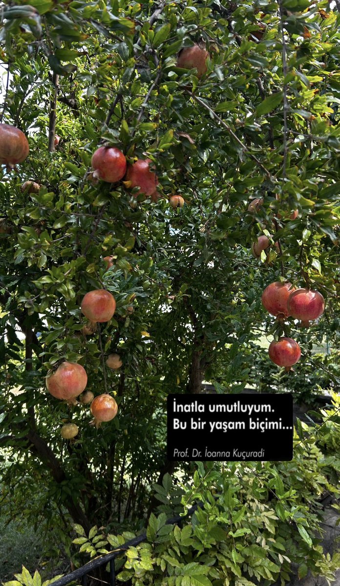 aliyekoroglu's tweet photo. https://t.co/EvXrS6Pk1V