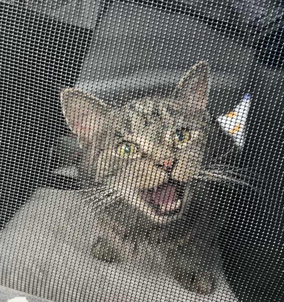bythcranberries's tweet photo. i forgot to tell you guys that alonzo went to the vet and he has the inverse of my thyroid disease…the only conclusion i can draw is that he’s stealing my thyroid hormone in a The Substance-type situation https://t.co/fSVore5EBK