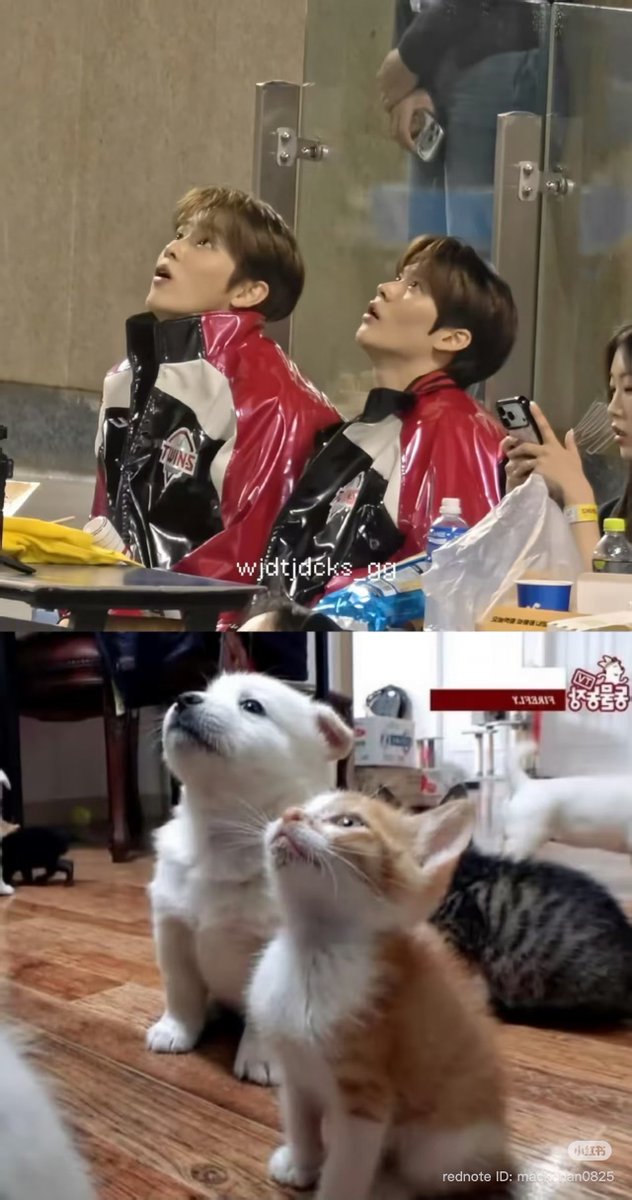 si319ru's tweet photo. 아ㅠㅠㅠㅠㅠㅠ 큐ㅠㅠㅠㅠ어뜨케
숑아지랑 돌냥이 ㅈㄴ 귀여워 https://t.co/weqxp4DY1A