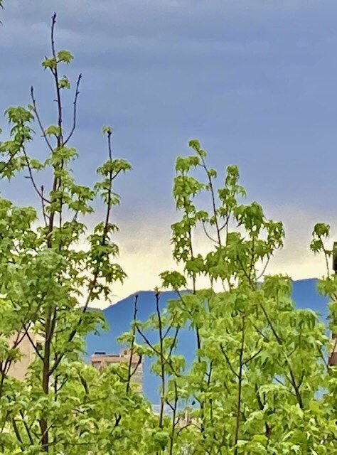 nani195's tweet photo. “El cielo inextinguible, el aire nuevo de cada día, el tácito fulgor, regalo de una extensa primavera”

#Neruda #poesia 

#photography #primavera #desdemiventana #hojasverdes https://t.co/amqhaY65qr