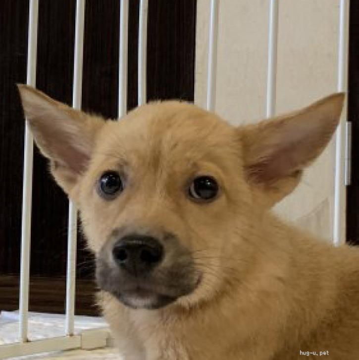 tochigisatooya's tweet photo. 【犬の #里親募集】#千葉県 ・雑種・中型雑種のパピー♡リョウマくん（ID:2608-01113）｜ハグー -みんなのペット里親情報 https://t.co/1mjI2Z028i #保護犬 #保護犬を家族に #雑種犬 #中型犬 #中型雑種犬 #犬 #子犬 #栃木県 https://t.co/1U4dRXkUTU