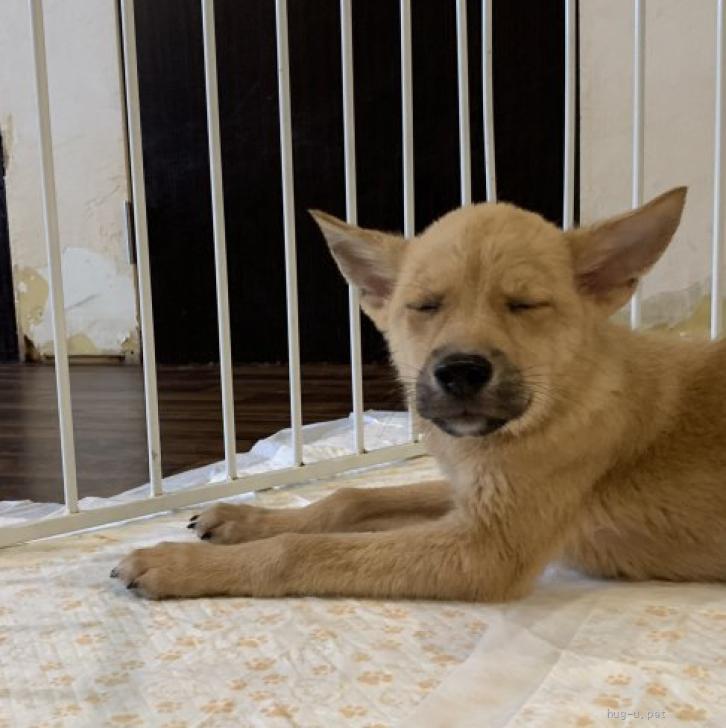 tochigisatooya's tweet photo. 【犬の #里親募集】#千葉県 ・雑種・中型雑種のパピー♡リョウマくん（ID:2608-01113）｜ハグー -みんなのペット里親情報 https://t.co/1mjI2Z028i #保護犬 #保護犬を家族に #雑種犬 #中型犬 #中型雑種犬 #犬 #子犬 #栃木県 https://t.co/1U4dRXkUTU