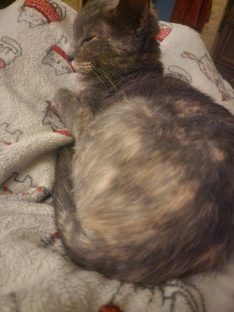 _Trishkas_'s tweet photo. Well, there goes my productivity chances for the day. I'll be here under a cat until further notice. https://t.co/VTBeZ9yvdU
