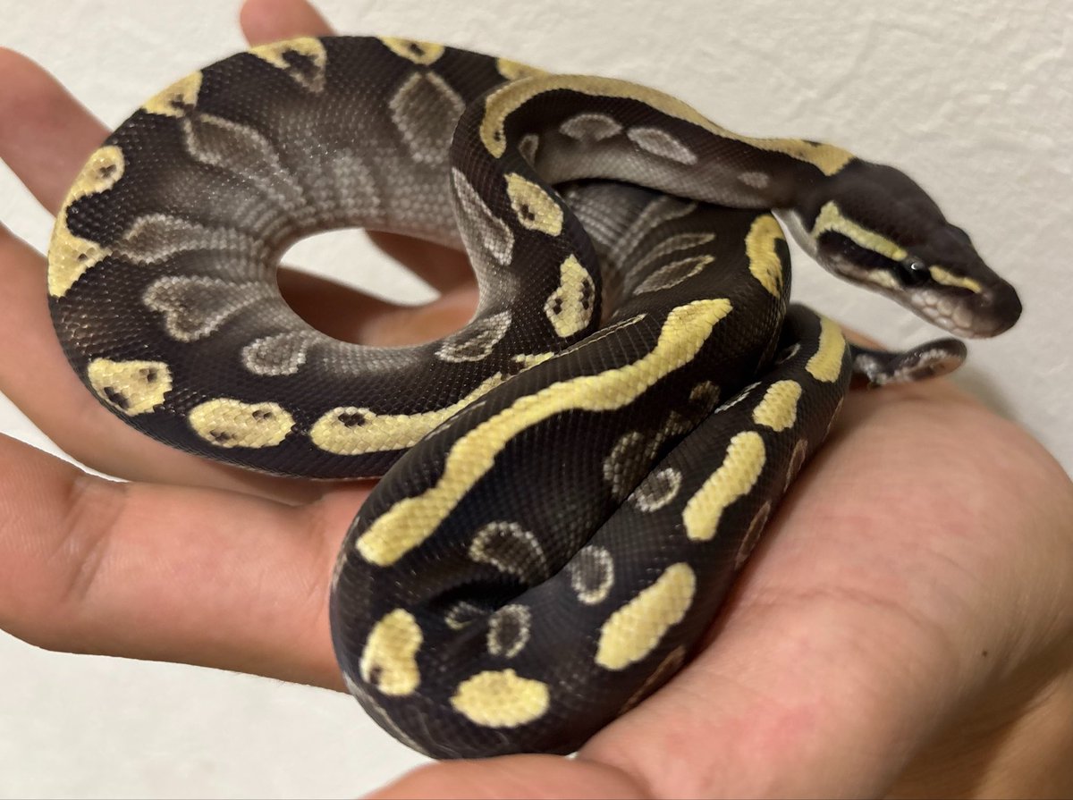 R_I_A_python's tweet photo. 0.1 BP GHI Mojave het Clown
黒の仕上がりとバックラインの金色、サイドの白上がりの素晴らしい個体です。
スペース確保したい為特価にて販売します。

¥50,000

今週中のみです
お問い合わせはDMまで

#ボールパイソン https://t.co/rWSTwAEc8L
