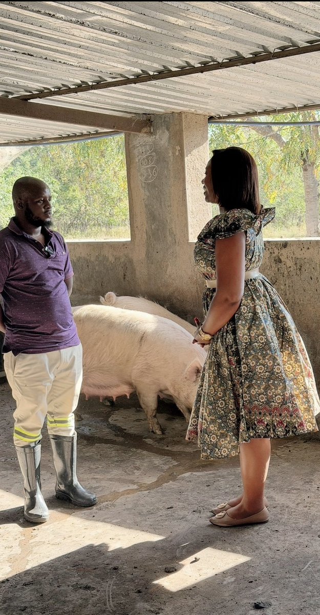 agribusiness211's tweet photo. Travelled to Manicaland kuHotSprings kwaNemutenzi to visit Mr Gamunorwa a youth Pig farmer , who farms pigs and slaughters them for pork and sausages in his own Butchery he has established in Mutare 

Thank you Empower Bank https://t.co/6GqmyARl76