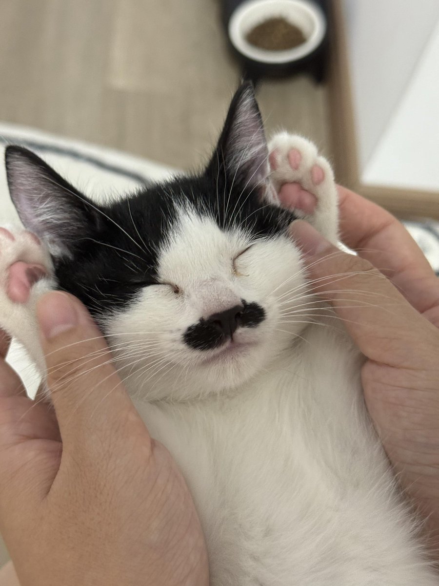 nocontextscats's tweet photo. He looks familiar https://t.co/O2L5sZZu5B