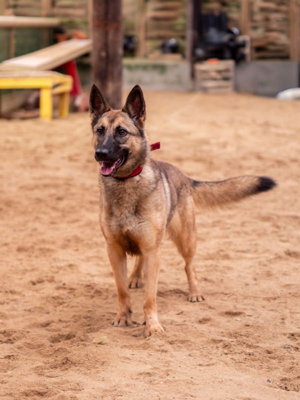 gsrescueelite's tweet photo. Nika is 18mths old and she bought before Christmas then muzzled and tied to a tree in the garden! Nika's confidence has grown with the help of the #Cornwall kennels and definitely deserves a chance 
#dogs #germanshepherd 
https://t.co/vwYfzzmNMt https://t.co/2OIHQ2X8CI