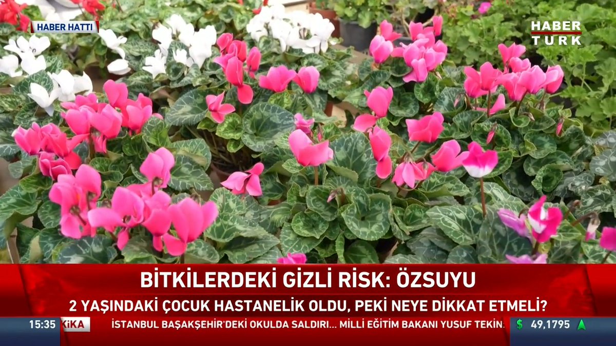 A Turkish news broadcast from Haber Türk displays vibrant pink and white cyclamen flowers with the headline "BİTKİLERDEKİ GİZLİ RİSK: ÖZSUYU" (Hidden Risk in Plants: Sap) and subtitle "2 yaşındaki çocuk hastanelik oldu, peki neye dikkat etmeli?" (2-year-old child was hospitalized, so what should you pay attention to?), illustrating the ornamental plants that pose a poisoning danger to young children. The ticker shows the time as 15:35 alongside news about Istanbul Başakşehir and Education Minister Yusuf Tekin.
