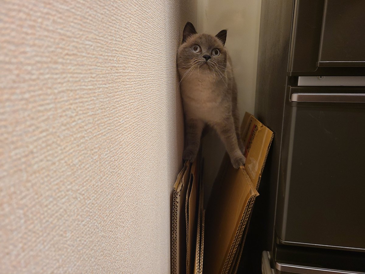 kyoooooooooo_'s tweet photo. 冷蔵庫脇のダンボール置き場の乗ってしまったやつ
不安定でプルプルしてて可愛かったです

#はなまる
#ブリティッシュショートヘア https://t.co/ofYFzYzQQO
