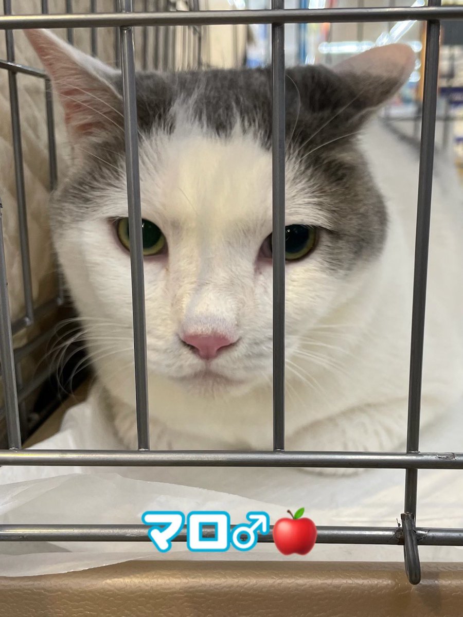 nyarome_grgrgr's tweet photo. 来週10/12(月祝)は
駅東交流センターにて
保護猫譲渡会🐈🐈🐈

今夜は
愛すべき野良猫の会 @KsYhpQyRT44s7tN さんより
参加予定の保護猫ちゃん１０匹のご紹介❣️

こごがつく５匹兄妹🐈
きむたく兄妹🐈
エイズキャリア🍎のマロくん、デッカくん、ちゃー助 https://t.co/MIop0Bn1jD