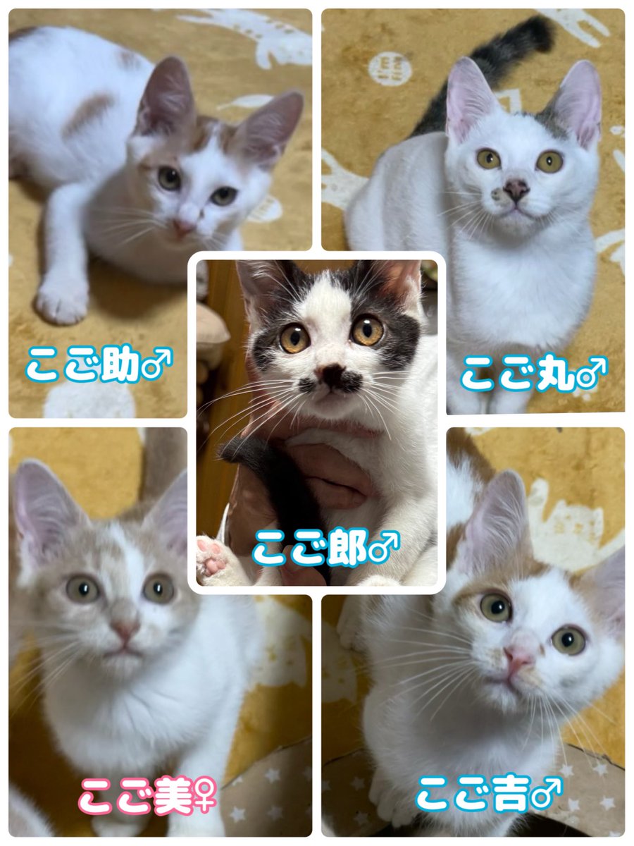 nyarome_grgrgr's tweet photo. 来週10/12(月祝)は
駅東交流センターにて
保護猫譲渡会🐈🐈🐈

今夜は
愛すべき野良猫の会 @KsYhpQyRT44s7tN さんより
参加予定の保護猫ちゃん１０匹のご紹介❣️

こごがつく５匹兄妹🐈
きむたく兄妹🐈
エイズキャリア🍎のマロくん、デッカくん、ちゃー助 https://t.co/MIop0Bn1jD