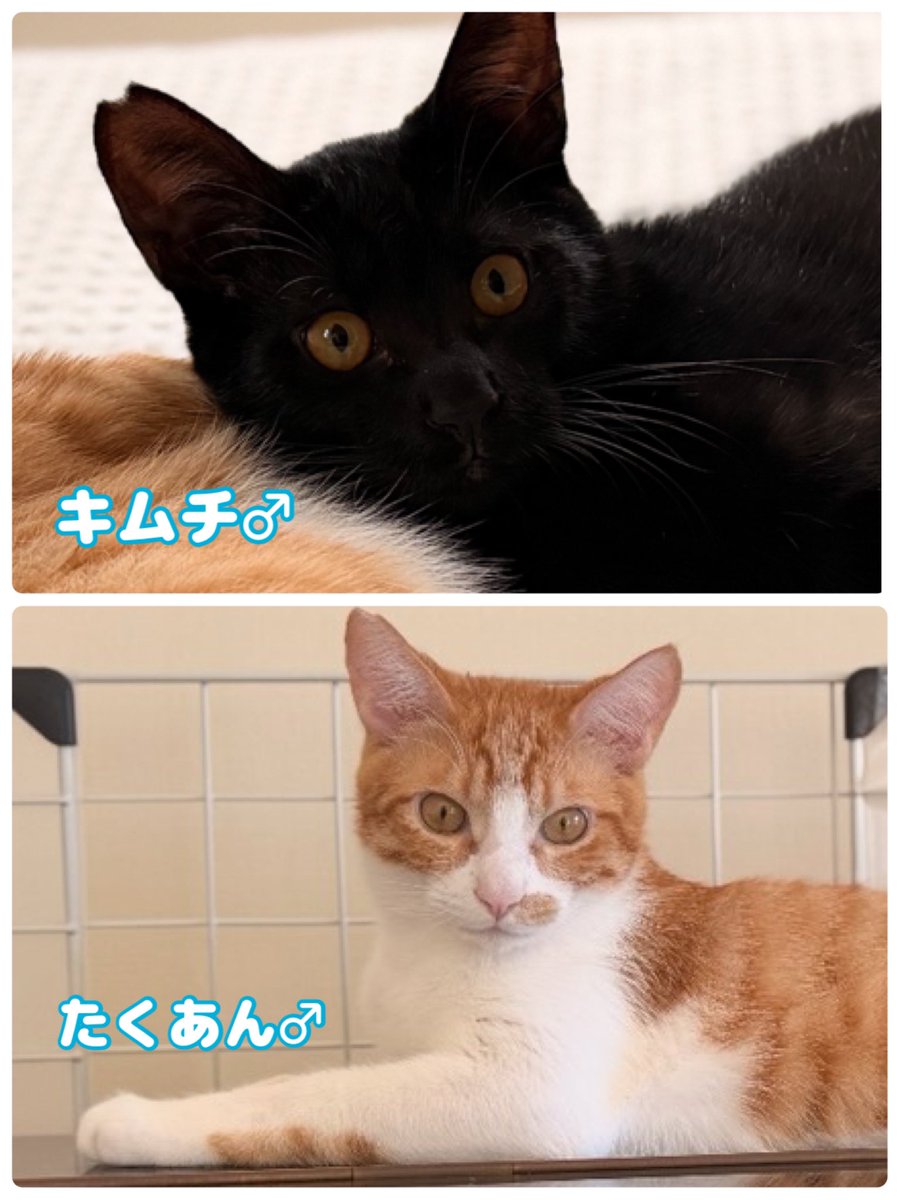 nyarome_grgrgr's tweet photo. 来週10/12(月祝)は
駅東交流センターにて
保護猫譲渡会🐈🐈🐈

今夜は
愛すべき野良猫の会 @KsYhpQyRT44s7tN さんより
参加予定の保護猫ちゃん１０匹のご紹介❣️

こごがつく５匹兄妹🐈
きむたく兄妹🐈
エイズキャリア🍎のマロくん、デッカくん、ちゃー助 https://t.co/MIop0Bn1jD