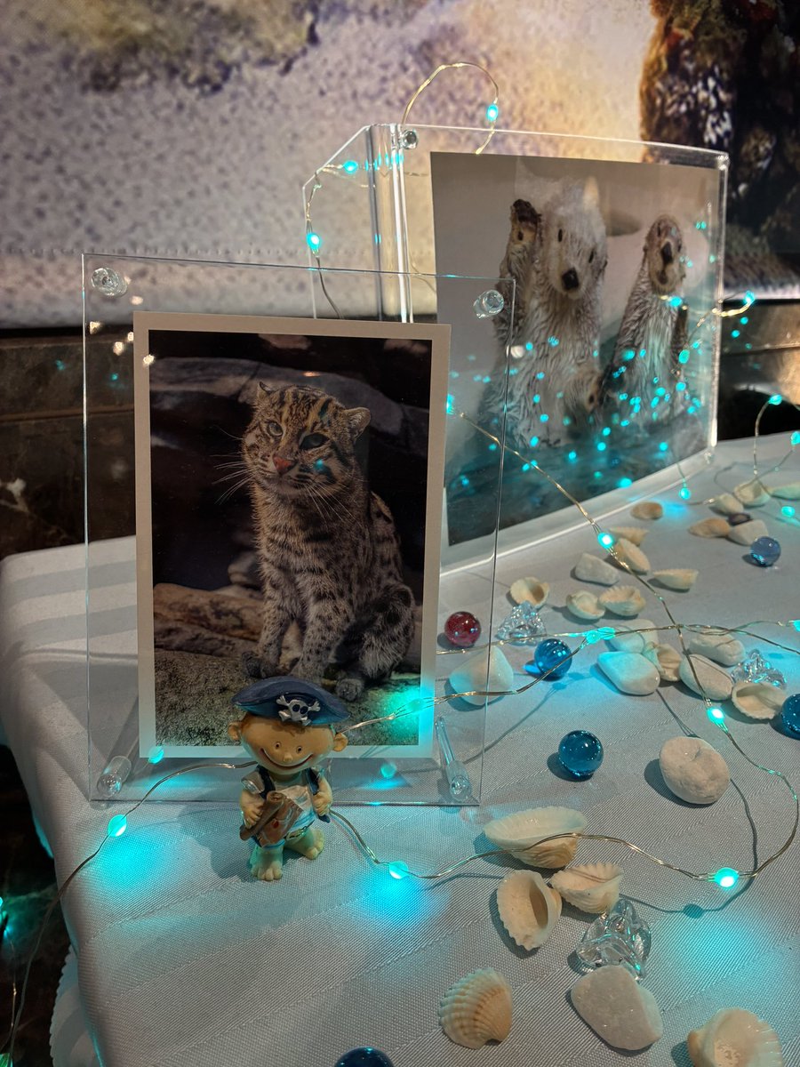 meteorshower916's tweet photo. スナドリネコ🐱サニーさん🐟 https://t.co/C338hmpSAf