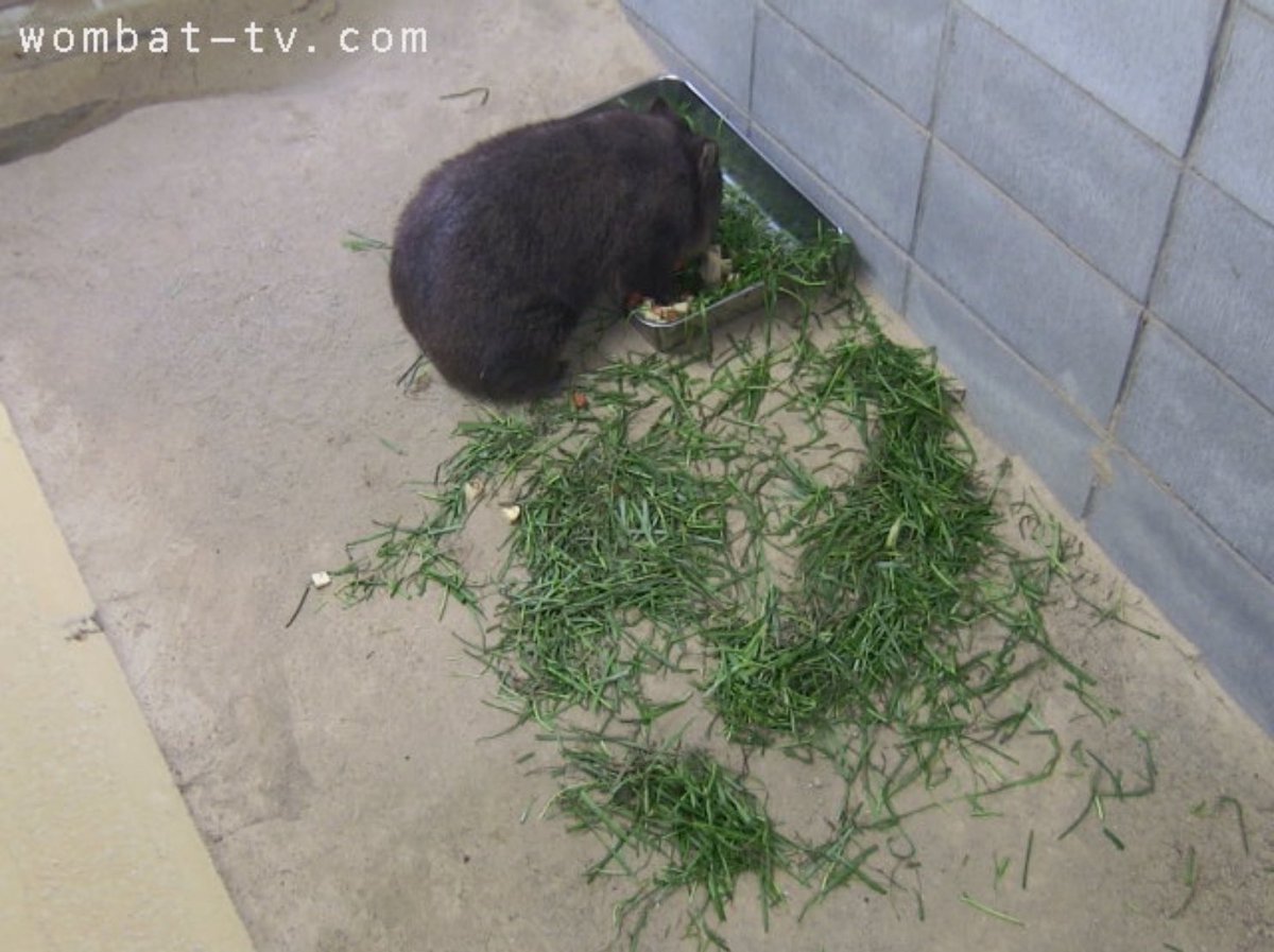 Monetrune's tweet photo. #wombatober 
6. ぐちゃぐちゃ

ぐちゃぐちゃでまず思い出すのは、コウくんのお食事風景🌿🥕🍠
よく、バットから出して食べていました😂
元々、全てがバットの中に入っていたとは思えない状態です😅

#五月山動物園
#SatsukiyamaDAYZOO
#ウォンバット　#wombat 
#コウ https://t.co/dsSqNTfF49