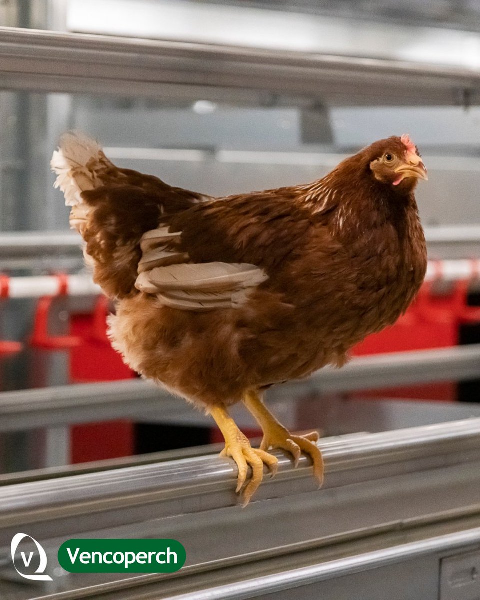 VencomaticGroup's tweet photo. 𝗖𝗼𝗺𝗳𝗼𝗿𝘁 𝘀𝘁𝗮𝗿𝘁𝘀 𝘄𝗶𝘁𝗵 𝘁𝗵𝗲 𝗿𝗶𝗴𝗵𝘁 𝘀𝗵𝗮𝗽𝗲 🐔

The Venco Perch has a mushroom shape that provides a stable resting place. Its ribbed top surface also offers extra grip as the birds move along the perch.

#Vencomaticgroup https://t.co/Oj2R9OCGf5