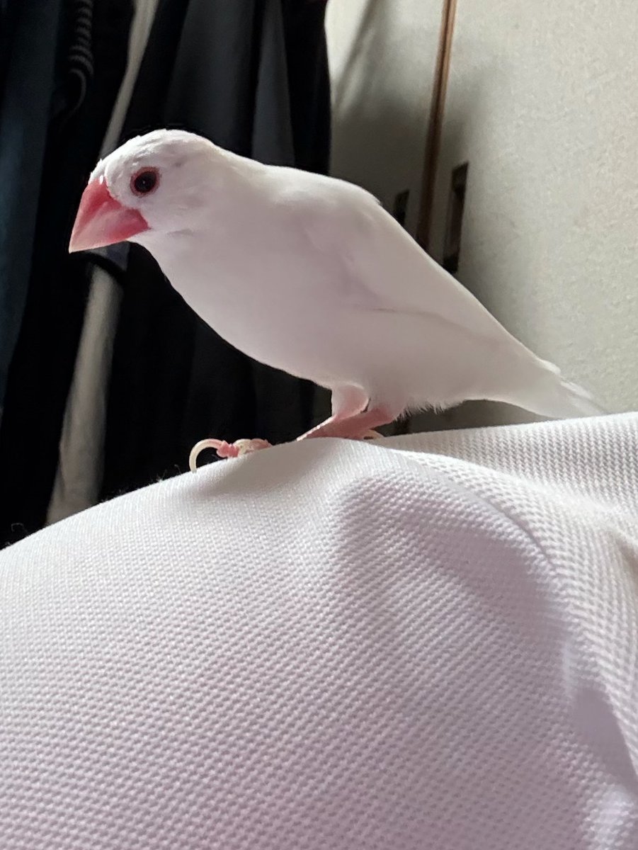 Ran_Rococo's tweet photo. 鳥と遊んでる https://t.co/YFR0jcqfHp