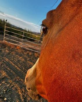 Redmistthehonse's tweet photo. @rosiealhm Very tempting https://t.co/w7cDIZQPPM