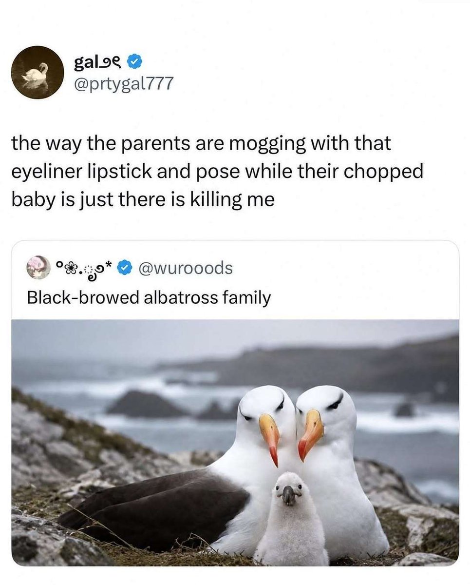 ejdoot's tweet photo. Pearlina and Smollusk https://t.co/IPGUTmXimY