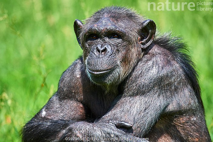 9orben's tweet photo. @yamnaya9 @Vantien0802 Yes it is, it's a chimp arms https://t.co/boYeTXBwNb