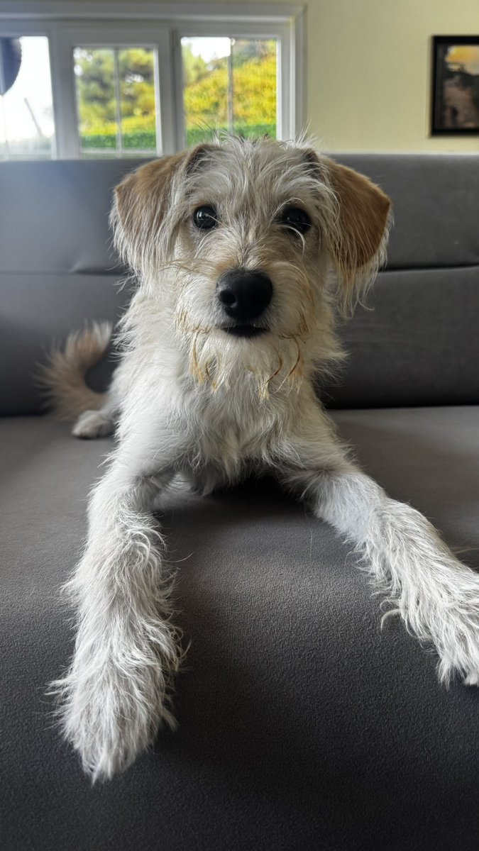 cattingwoman's tweet photo. 4 kilo bir terrier isteyen yok mudur? 
istanbul’dayız 
erkek https://t.co/dHuGDvnyWl