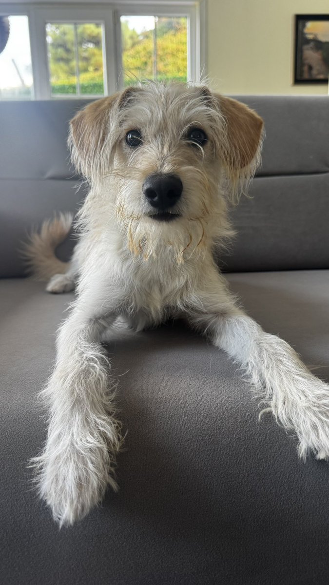 cattingwoman's tweet photo. 4 kilo bir terrier isteyen yok mudur? 
istanbul’dayız 
erkek https://t.co/dHuGDvnyWl