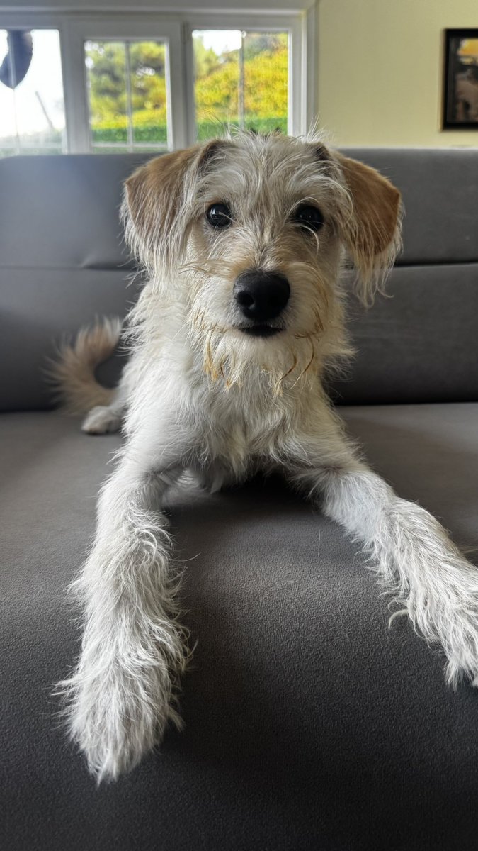 cattingwoman's tweet photo. 4 kilo bir terrier isteyen yok mudur? 
istanbul’dayız 
erkek https://t.co/dHuGDvnyWl