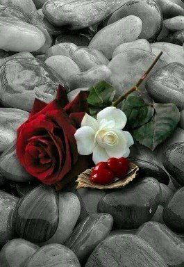 Hady6's tweet photo. @AhmedMoham72313 مساؤ جمال ودلع كجمال السمسم ♥️💕♥️، https://t.co/ubgYbpkp2X