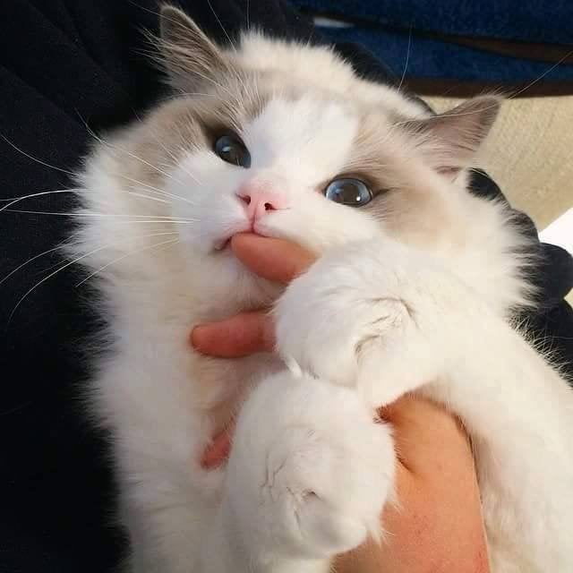 gemfotchi's tweet photo. ㅡ 🐱 𝒎𝒆𝒏𝒈𝒊𝒛𝒛𝒊𝒆; 
#GeminiFourth few tweets hybrid!au

Mimi &amp; izzie, di hari-hari pertama perjalanan hidup keduanya. https://t.co/Tg4N2gGmsE