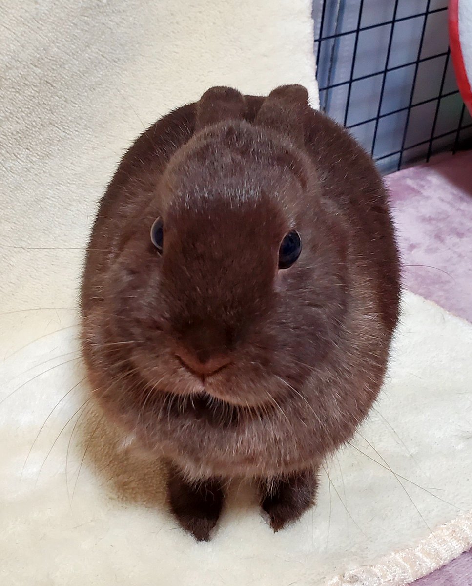 sijimirabbit's tweet photo. 飼い主の腕に噛み付いて全く反省していないうさぎ

#うさぎ https://t.co/CJIIjoZwrC