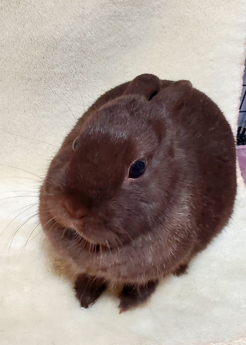 sijimirabbit's tweet photo. 飼い主の腕に噛み付いて全く反省していないうさぎ

#うさぎ https://t.co/CJIIjoZwrC