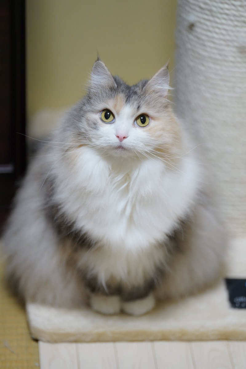silky0702's tweet photo. ジャパニーズオニギリキャット https://t.co/j7j8qDOJFw