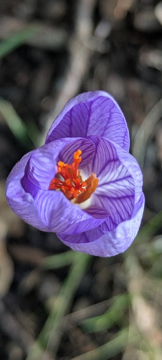 SensualAthlete's tweet photo. So wunderschön 😍🥰💐❤️ aber Vorsicht ⚠️‼️, sie ist mit die  giftigste Pflanze bei uns in Europa. 

Die Herbstzeitlose 
(Colchicum automnale) https://t.co/45Dc1ZuuXJ
