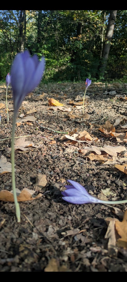 SensualAthlete's tweet photo. So wunderschön 😍🥰💐❤️ aber Vorsicht ⚠️‼️, sie ist mit die  giftigste Pflanze bei uns in Europa. 

Die Herbstzeitlose 
(Colchicum automnale) https://t.co/45Dc1ZuuXJ