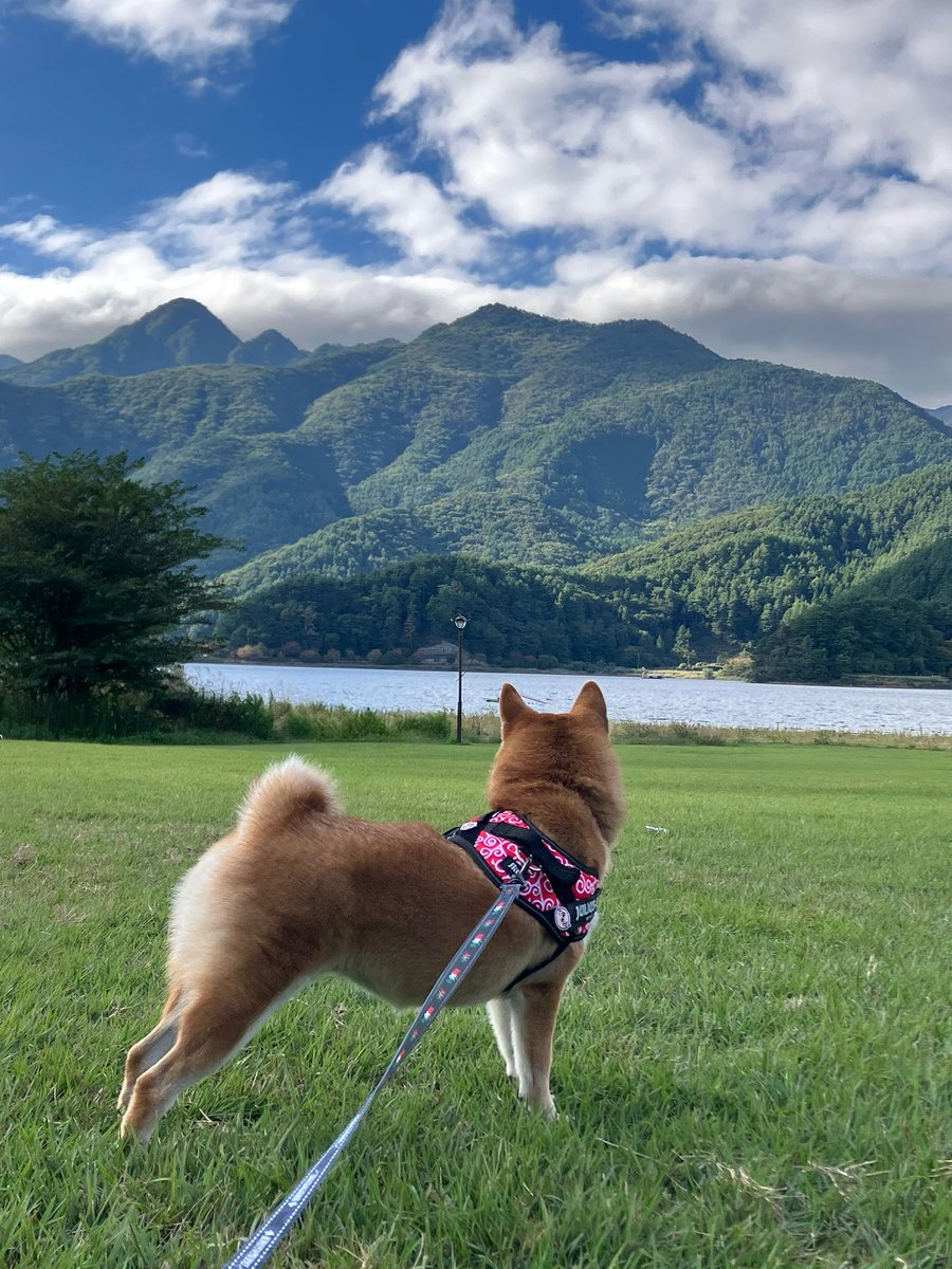 harrymatsuzawa's tweet photo. 天気が良さげだったのでしばらくできてなかった犬ん連れての遠出をして来ました
写真では伝わりませんが河口湖です
あいにく富士山は雲をかぶって見えませんでしたが、空気が澄んでいて湖畔は気持ちよくて最高でした
次は紅葉の頃に行きたいな https://t.co/H8QA2Ri9yO