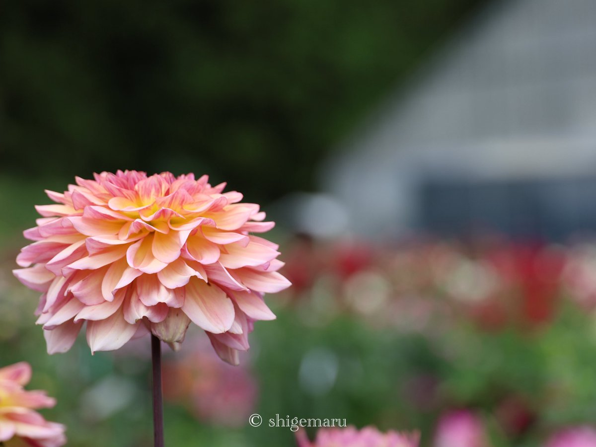 shigemaru_free's tweet photo. カメラがまだまだ使い慣れないから試行錯誤😇

 #ファインダー越しの私の世界ᅠ 
 #キリトリセカイ
 #EOSR6MarkII 
 #my_eos_photo 
 #日光花いちもんめ https://t.co/PfhtaEkCPF